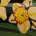 Flower Basket