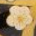 Apricot Tree and Warbler